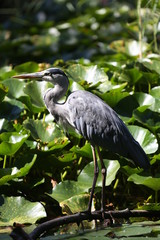 aves varias 