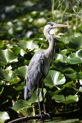 aves varias 