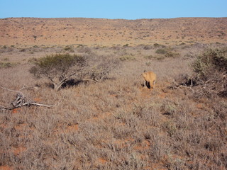 Bloodwood Creek Wild Kangaroos - Ningaloo