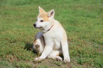 Naklejka na ściany i meble Cute akita inu puppy is sitting on a green grass in the autumn park. Two month old. Pet animals.