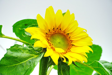Sunflower in green leaves background