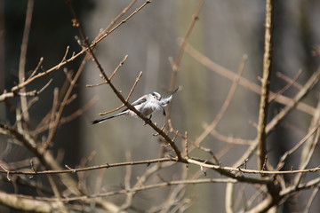 aves varias 