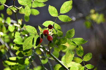 autumn red fruits in nature