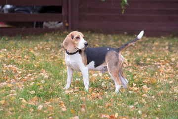 Cute beagle puppy is standing on the green grass in autumn park. Pet animals.