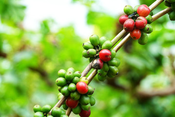 Close up red and green coffee beans on branch of coffee tree