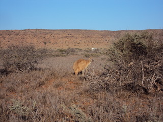 Bloodwood Creek Wild Kangaroos - Ningaloo