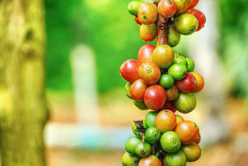 Close up red and green coffee beans on branch of coffee tree