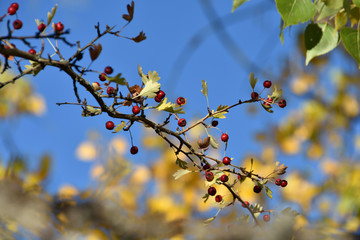 autumn red fruits in nature