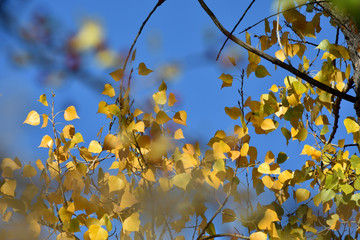 background of autumn leaves still on the tree