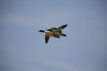 aves varias 