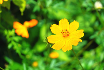 Close up orange flower in the green garden