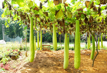 Fototapeta premium Raw zucchini on the farm