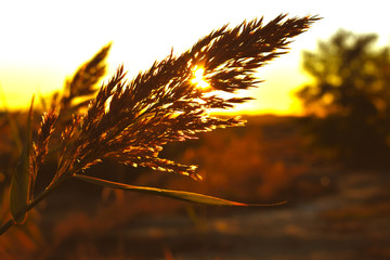 tree in sunset