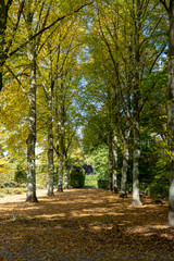 Naklejka premium Herbstliche Alle in Park mit Bänken