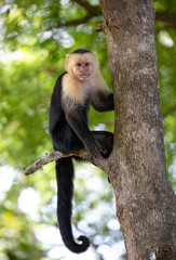 White-faced capuchin (Cebus imitator) near the RIU Palace Hotel in Guanacaste, Costa Rica