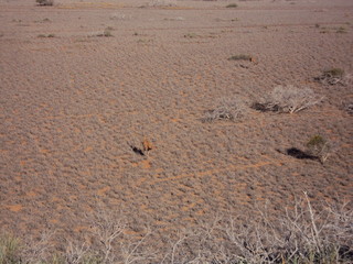 Bloodwood Creek Wild Kangaroos - Ningaloo