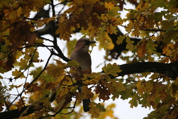 aves varias 