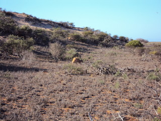Bloodwood Creek Wild Kangaroos - Ningaloo
