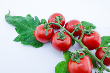 bunch of fresh tomatoes with stem and leaves on white background