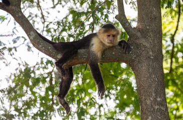 White-faced capuchin (Cebus imitator) near the RIU Palace Hotel in Guanacaste, Costa Rica