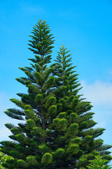 Pine tree with blue sky background, travel concept.
