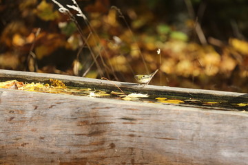 aves varias 
