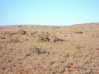 Bloodwood Creek Wild Kangaroos - Ningaloo