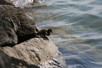 aves varias 