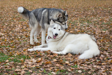 Two cute siberian husky are playing in the autumn park. Pet animals.