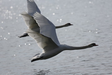 aves varias 