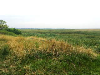 Fototapeta premium Landscape of green and yellow grass. A lonely tree stands in the distance.