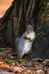 Squirrel in the autumn park