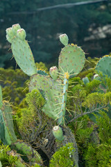 Flat cactus with fruits photo close up