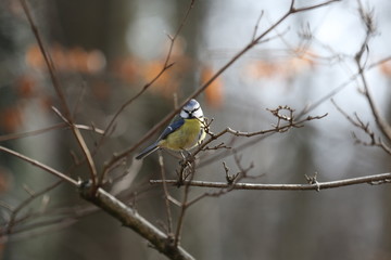 aves varias 