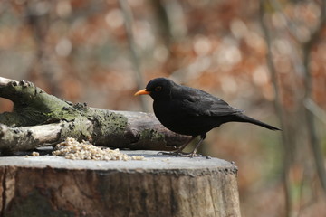 aves varias 