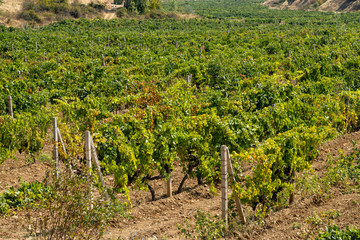 Fototapeta na wymiar The vineyards of the Crimea