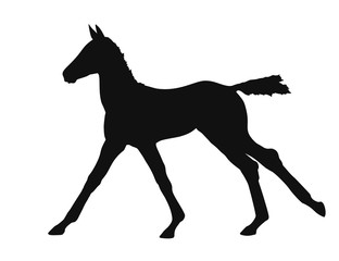 Silhouette of a galloping warmblood foal