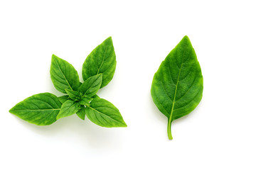Fresh leaf and sprig of basil on a white background, isolated. Top view, flat lay