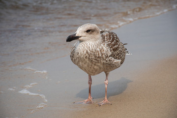 Grown chick, herring young sea gull standing on the sandy beach, close up