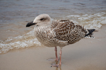 Grown chick, herring young sea gull standing on the sandy beach, close up