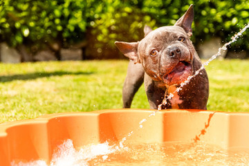Happy french bulldog puppy playing by the pool
