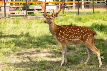 Spotted deer eat grass in a pasture in the reserve