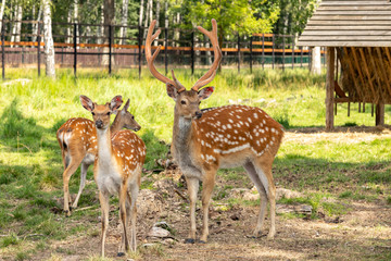 Naklejka na ściany i meble Spotted deer eat grass in a pasture in the reserve