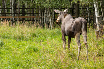 Naklejka na ściany i meble young elk in the reserve in the summer pasture