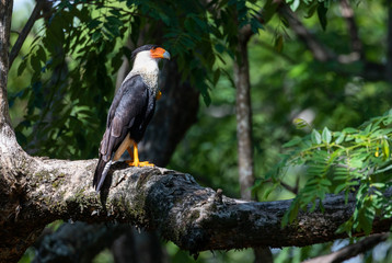 Crested caracara (Caracara cheriway) in Santa Rosa National Park, Guanacaste, Cost Rica