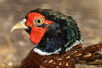 brown pheasant head large in ZOO