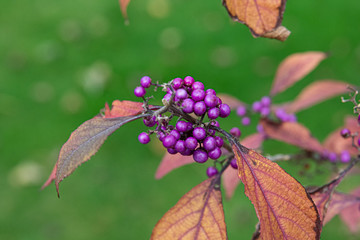 Beautyberry (Callicarpa bodinieri) in the garden