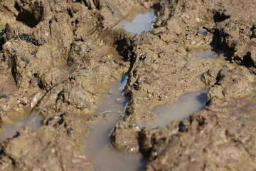Boot prints in the mud