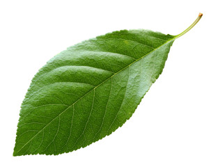 cherry leaf isolated on white background.