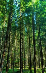 Obraz na płótnie Canvas in a pine forest in summer